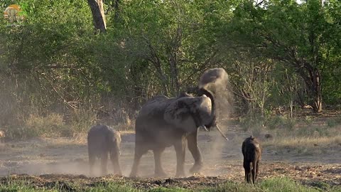 4K African Wildlife: Survival of Wild Animals in Okavango Delta of African Wildlife With Real Sounds