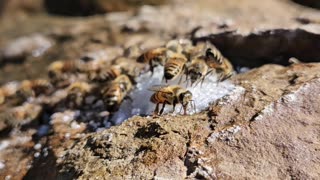 Bees Enjoy a Sugary Feast