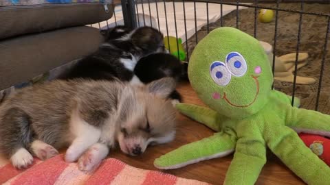 Cute dog sleeping with doll