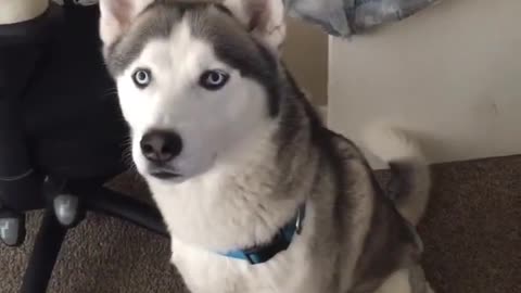 Husky speaking