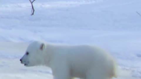 "Polar Bear Encounter: A Glimpse into the Life of a Giant"