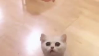 Hungry cat sing like a professional