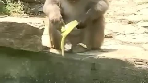 Cute 🥰 and Funny 🤣🤣🤣 Animal Videos