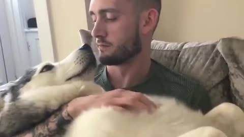 Dog Asking For Attention From Its Owner Like A Baby