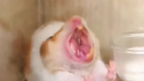 Hamster roaring like a lion🤣🤣🤣