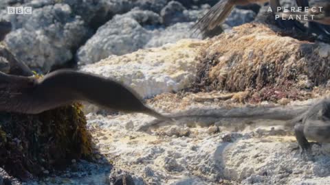 The Marine Iguana | A Perfect Planet | BBC Earth