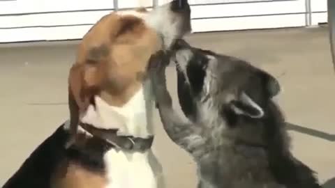 raccoon friends with dog