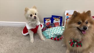 Pomeranian Wal-Mart Haul