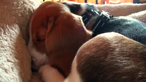 Cute beagle puppy snoring