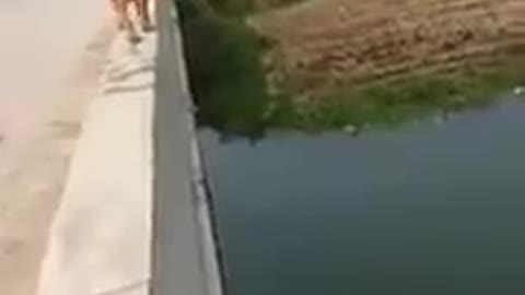 Dog saves man from severe drowning