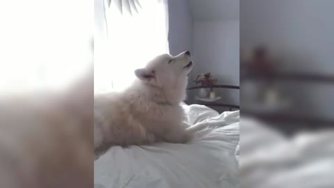Hearing the barking of other dogs, Samoyed also sang