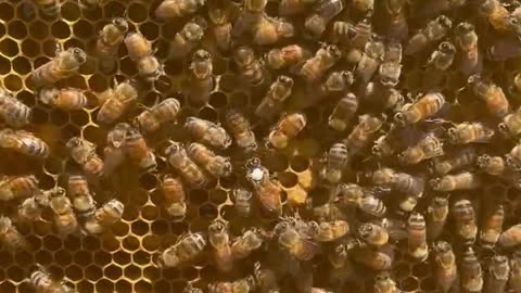 Hive 4 Queen Laying