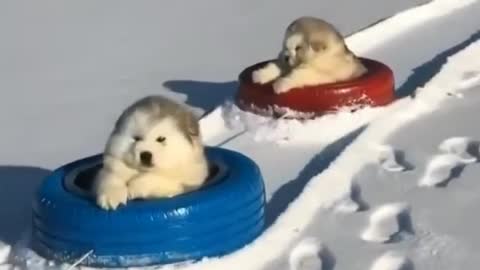 Super Cute Alaskan Malamute Puppies