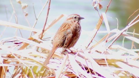 Sooty Fox Sparrow