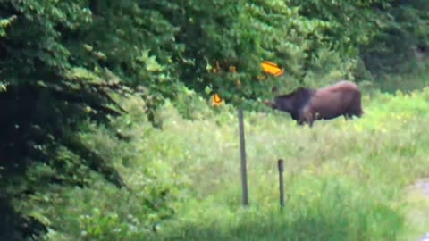 Roadside Moose