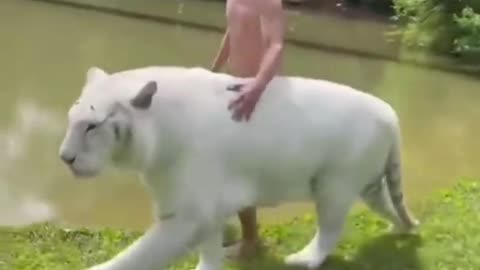 Best funny animal video