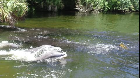 Dolphin Feeding Time on Chassahowitzka River