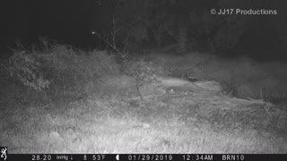 Coyotes & bobcat in the rain Redlands CA Browning Strike Force trail camera