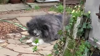 Cutest Japanese Akita dog