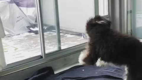 Black dog playing with toy spinning around