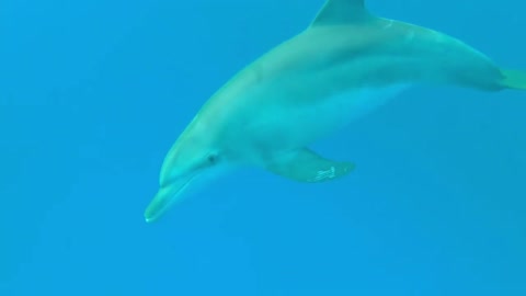 VIDEOS WITH SMART AND PLAYFUL DOLPHINS SWIMMING AND JUMPING IN THE SEA [UPDATED 2022]!