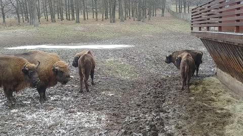 Meet the European Bison (Bison bonasus) a.k.a. Zubr, Zubor - Topolcianky, Slovakia