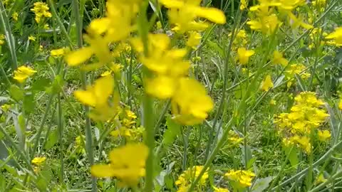 Yellow mustard flowers