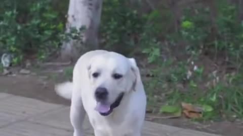 Dog Saves Blind Man's Life