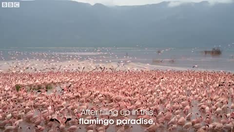 Why Are Flamingos Pink? | Seven Worlds, One Planet | BBC Earth