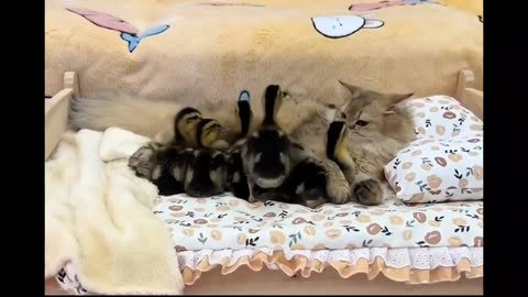 Funny cat posing as mother duck
