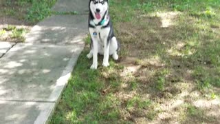 Nash puppy playing fetch outside