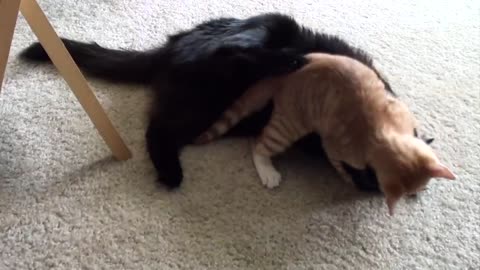 EPIC Cat Fight Compilation! - Cole and Marmalade_p2