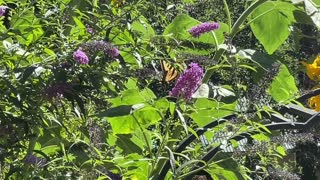 Swallowtail Butterfly Lands on Purple Flowers