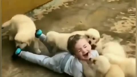 Cute dogs with little child