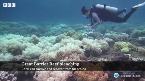 Australia's Great Barrier Reef experiences 'unprecedented' mass coral bleaching event