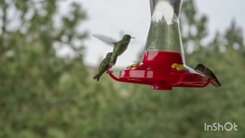 Bird sanctuary eating with pair।। Bird sanctuary।। Sumitpaul3।। Rumble