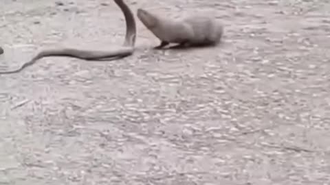 Snake vs mongoose