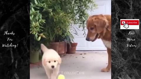 Dog found a new best friend...Cute And Funny Pet Videos Compilation #4 ♥ Baby Dog Videos #1