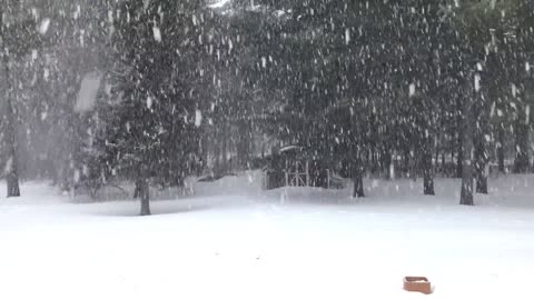watch the snow from the window