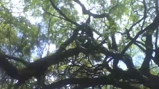 Filming a big tree in the science museum, beyond the sky and clouds [Nature & Animals]