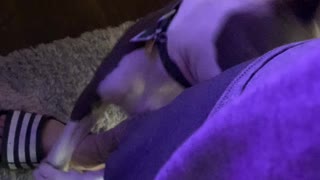 Pitt Bull Doesn't Want Dad to Leave