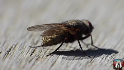 pooping fly