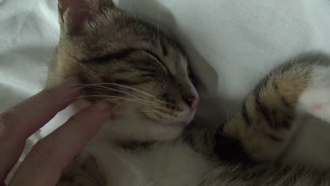 Cute Little Cat Shows Us His Sharp Teeth