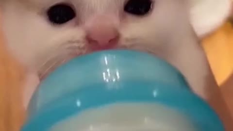 Cute & funny baby cat...🐱_complilation_11_