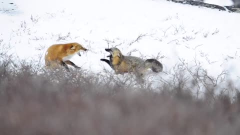 Fighting Foxes in the Snow