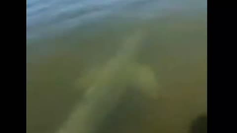 A BOTO IN THE ARAGUAIA RIVER, BRAZIL