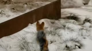 Small doggy hops like a rabbit through the deep snow
