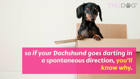 About dachshund