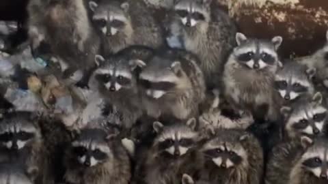 🦝 Raccoon inside trash bins