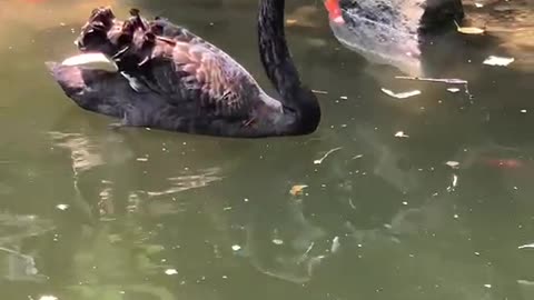 A goose playing in the water